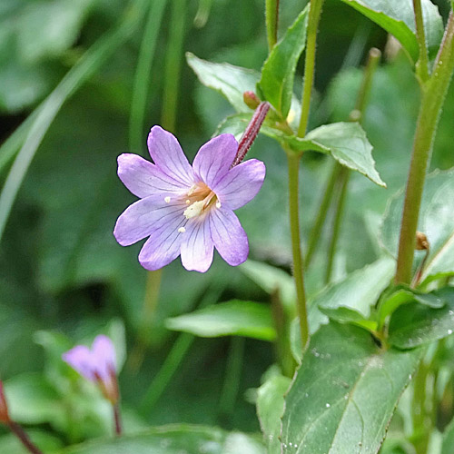 Mierenblättriges Weidenröschen / Epilobium alsinifolium