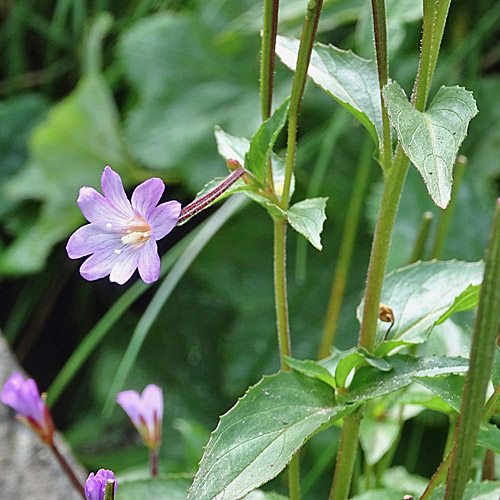 Mierenblättriges Weidenröschen / Epilobium alsinifolium