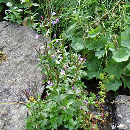 Mierenblättriges Weidenröschen / Epilobium alsinifolium