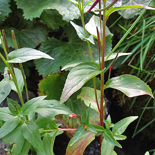 Mierenblättriges Weidenröschen / Epilobium alsinifolium