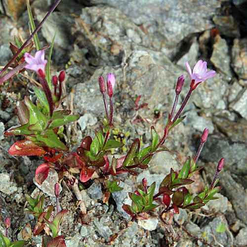 Alpen-Weidenröschen / Epilobium anagallidifolium