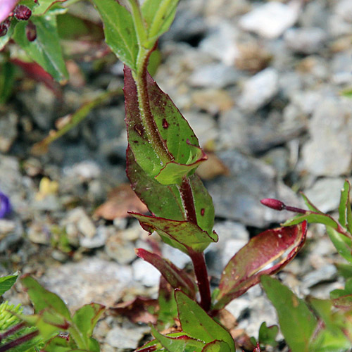 Alpen-Weidenröschen / Epilobium anagallidifolium