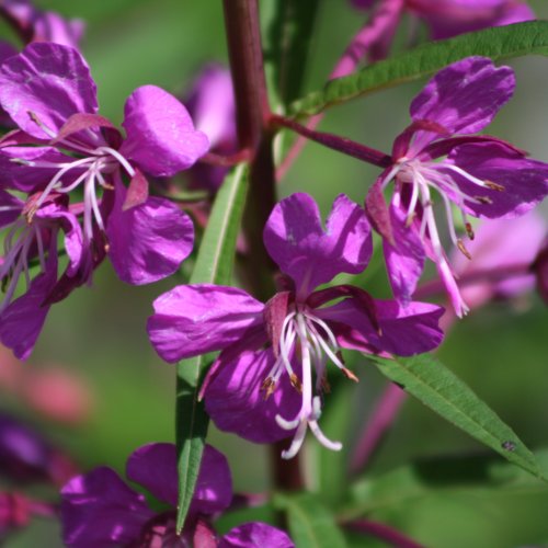 Wald-Weidenröschen / Epilobium angustifolium