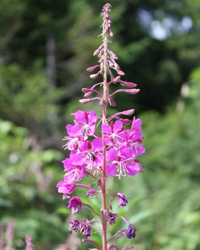 Wald-Weidenröschen / Epilobium angustifolium