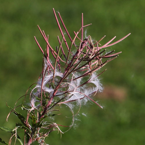 Wald-Weidenröschen / Epilobium angustifolium