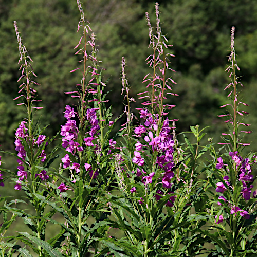 Wald-Weidenröschen / Epilobium angustifolium