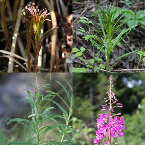 Wald-Weidenröschen / Epilobium angustifolium