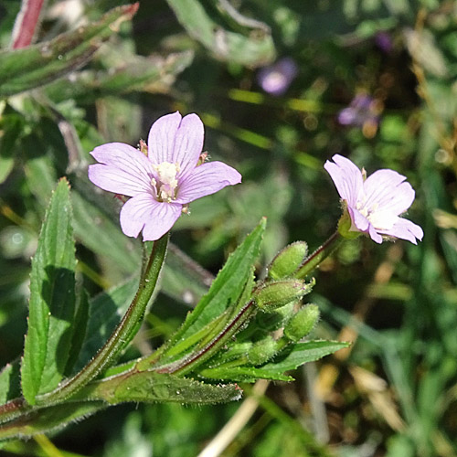 Drüsenstängeliges Weidenröschen / Epilobium ciliatum