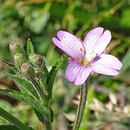 Drüsenstängeliges Weidenröschen / Epilobium ciliatum