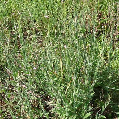 Drüsenstängeliges Weidenröschen / Epilobium ciliatum