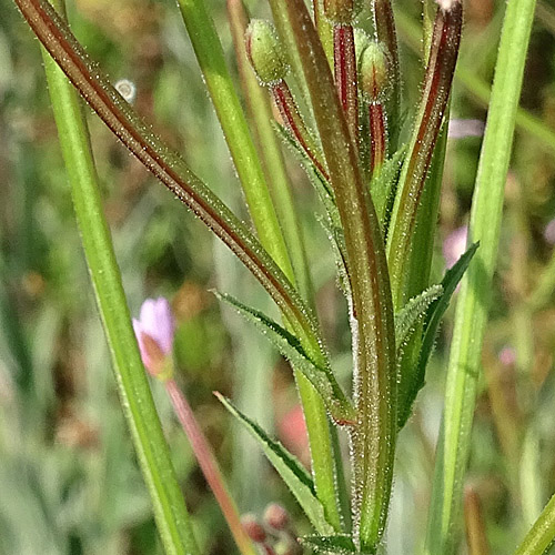 Drüsenstängeliges Weidenröschen / Epilobium ciliatum