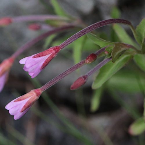 Hügel-Weidenröschen / Epilobium collinum