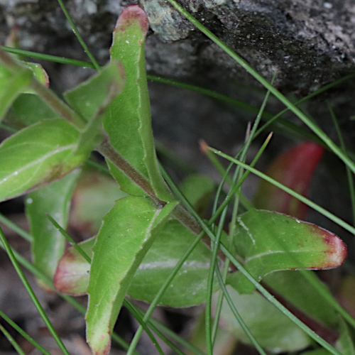 Hügel-Weidenröschen / Epilobium collinum