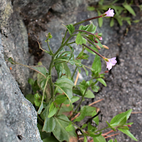 Hügel-Weidenröschen / Epilobium collinum