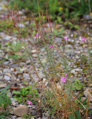 Rosmarin-Weidenröschen / Epilobium dodonaei