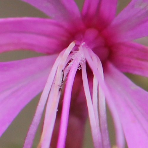 Rosmarin-Weidenröschen / Epilobium dodonaei