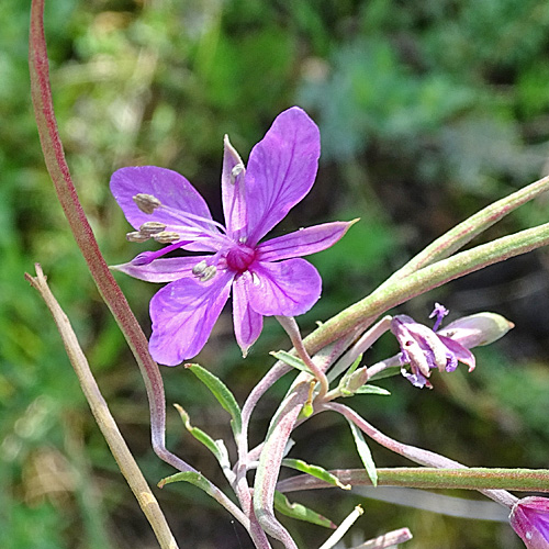 Rosmarin-Weidenröschen / Epilobium dodonaei