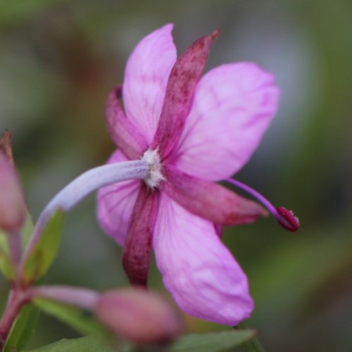 Fleischers Weidenröschen / Epilobium fleischeri