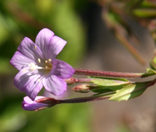 Zottiges Weidenröschen / Epilobium hirsutum