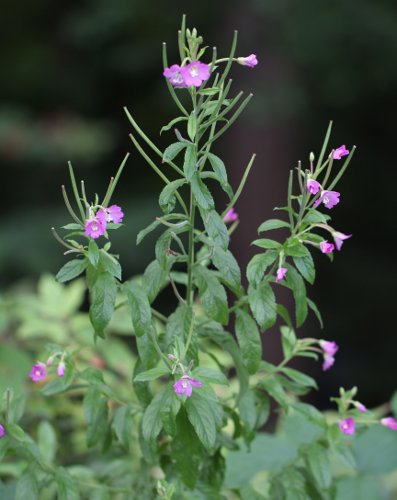 Zottiges Weidenröschen / Epilobium hirsutum