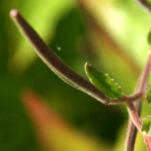 Zottiges Weidenröschen / Epilobium hirsutum