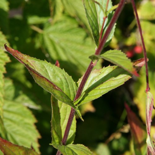 Zottiges Weidenröschen / Epilobium hirsutum