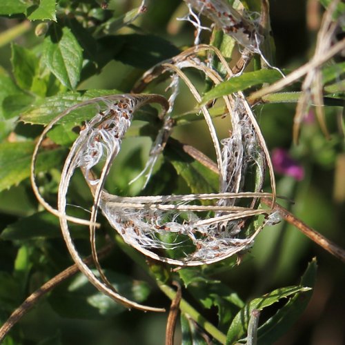 Zottiges Weidenröschen / Epilobium hirsutum