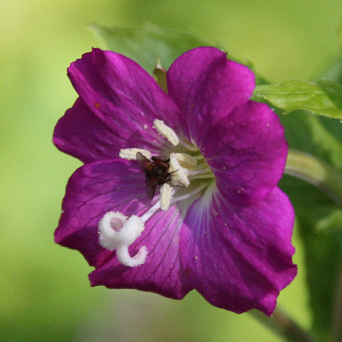 Zottiges Weidenröschen / Epilobium hirsutum