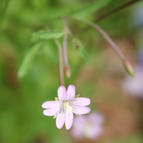 Berg-Weidenröschen / Epilobium montanum