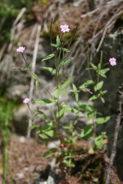 Berg-Weidenröschen / Epilobium montanum