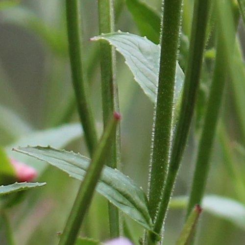 Berg-Weidenröschen / Epilobium montanum