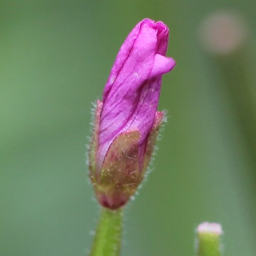 Berg-Weidenröschen / Epilobium montanum