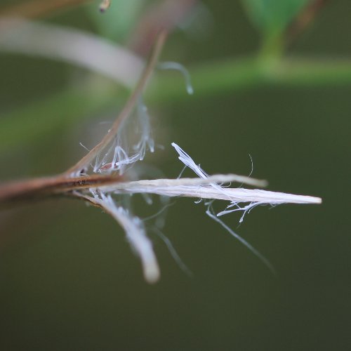 Berg-Weidenröschen / Epilobium montanum