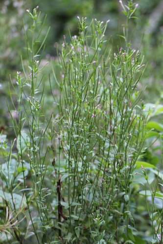 Berg-Weidenröschen / Epilobium montanum