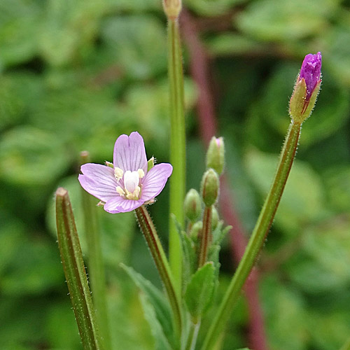 Kleinblütiges Weidenröschen / Epilobium parviflorum