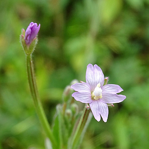 Kleinblütiges Weidenröschen / Epilobium parviflorum