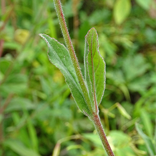 Kleinblütiges Weidenröschen / Epilobium parviflorum