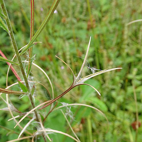 Kleinblütiges Weidenröschen / Epilobium parviflorum