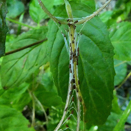 Rosenrotes Weidenröschen / Epilobium roseum