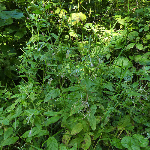 Rosenrotes Weidenröschen / Epilobium roseum