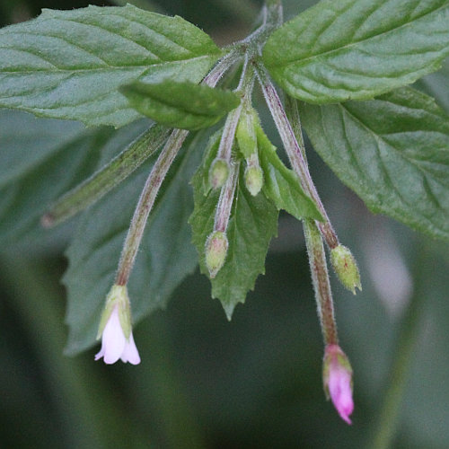 Rosenrotes Weidenröschen / Epilobium roseum