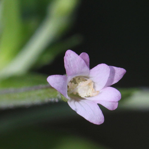 Rosenrotes Weidenröschen / Epilobium roseum