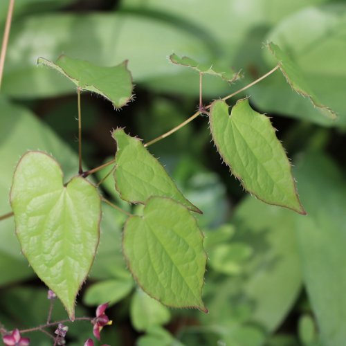 Alpen-Sockenblume / Epimedium alpinum