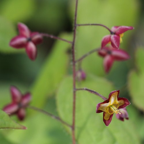 Alpen-Sockenblume / Epimedium alpinum