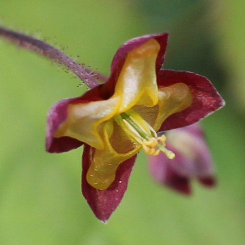 Alpen-Sockenblume / Epimedium alpinum