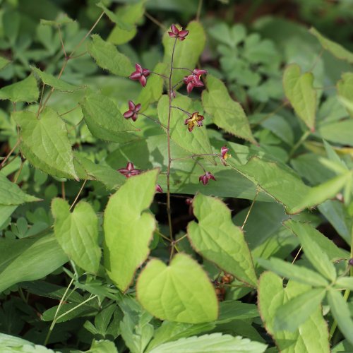 Alpen-Sockenblume / Epimedium alpinum