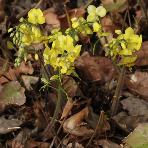 Gefiederte Sockenblume / Epimedium pinnatum