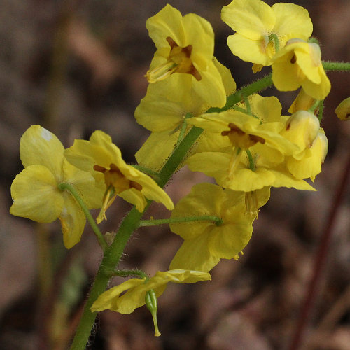 Gefiederte Sockenblume / Epimedium pinnatum