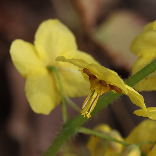 Gefiederte Sockenblume / Epimedium pinnatum