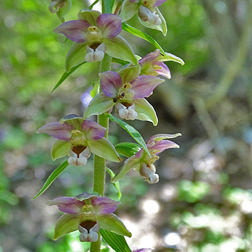 Langgliedrige Ständelwurz / Epipactis distans